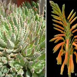Aloe brevifolia (South Africa) available 10.5cm and 12cm Ø